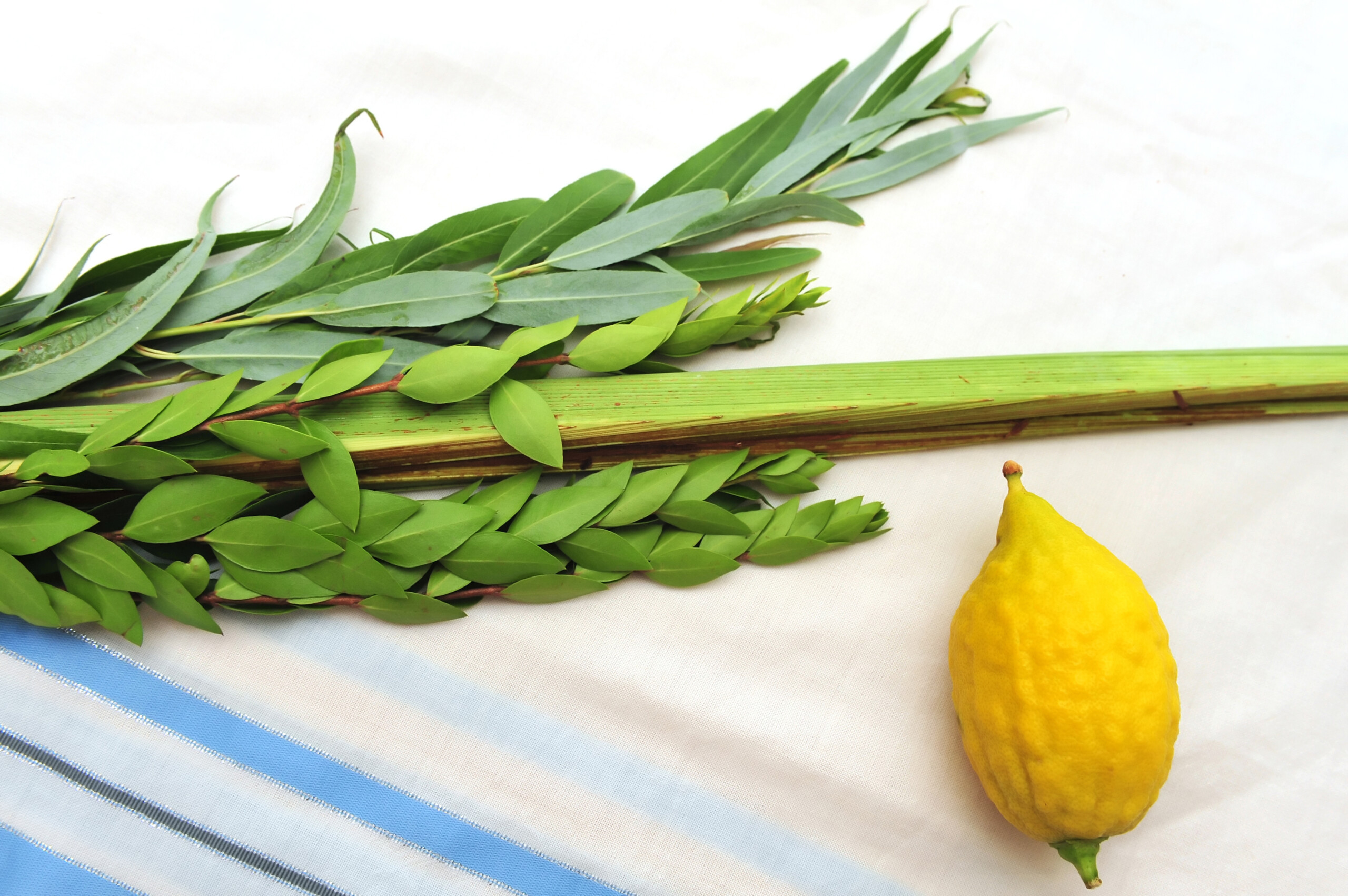Four Species for Jewish Holiday Sukkoth